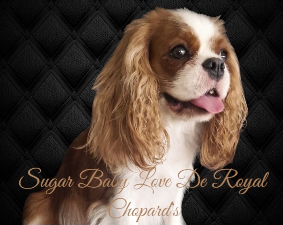 Sugar baby love De Royal Chopard's