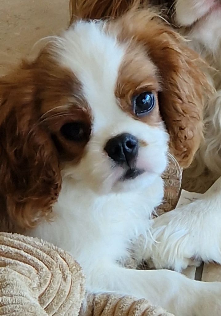 De Royal Chopard's - Chiot disponible  - Cavalier King Charles Spaniel