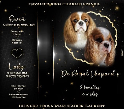 De Royal Chopard's - Cavalier King Charles Spaniel - Portée née le 18/11/2024