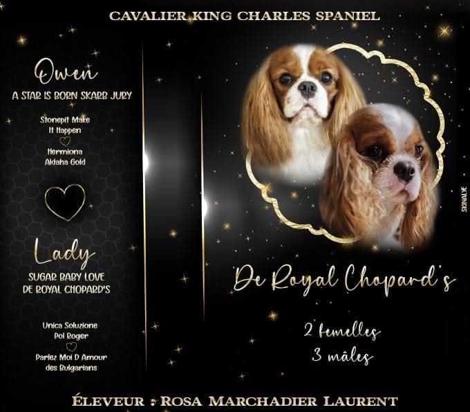 chiot Cavalier King Charles Spaniel De Royal Chopard's