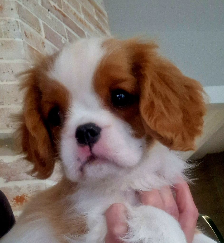 De Royal Chopard's - Chiot disponible  - Cavalier King Charles Spaniel