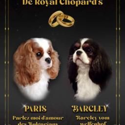 chiot Cavalier King Charles Spaniel De Royal Chopard's
